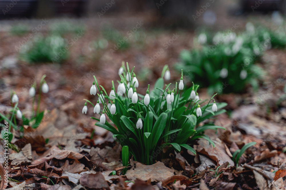 bloomed the first spring flowers snowdrops bloomed the first spring flowers snowdrops