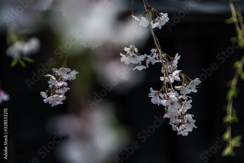 満開の枝垂れ桜