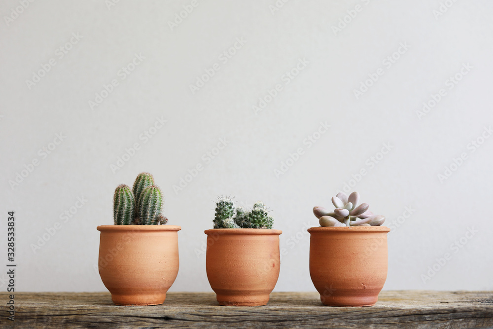 Fototapeta premium Cactus plants in brown clay pot line up horizontal on wooden with white wall