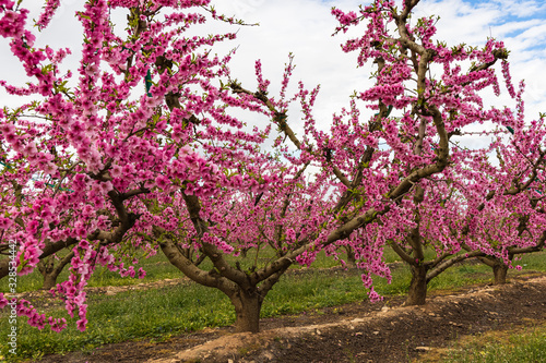 Blooming meocotone tree plantations in early spring
