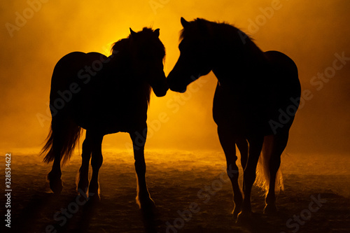 Silhouette of the back two Haflinger Horses, looking to each other in a smokey orange atmosphere © LauraFokkema