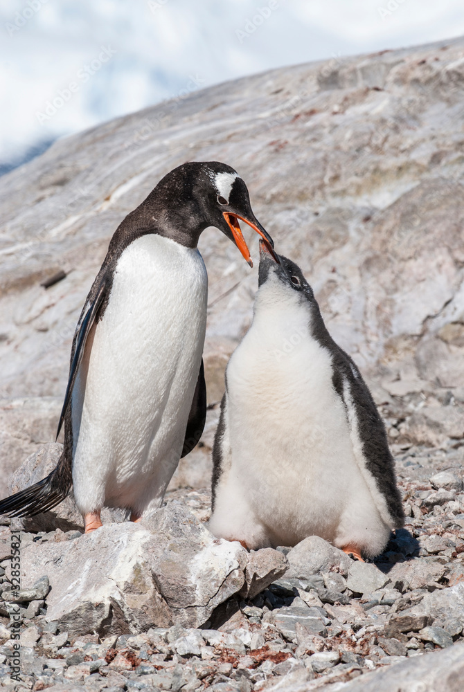 Fototapeta premium Gentoo Penguin, Neko harbour,Antartica