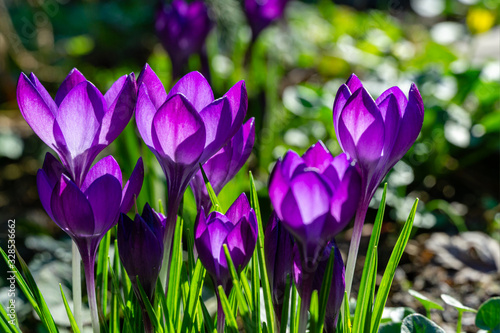 Violet crocuses in early spring garden. Close-up flowering crocuses Ruby Giant on natural green background. Soft selective focus.