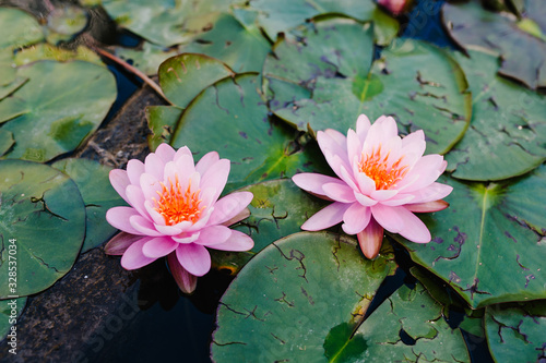 Two Beautiful blooming pink Lotus floating in water, plant lily in a pond, morning time. Saturated colors and vibrant detail, surreal image.