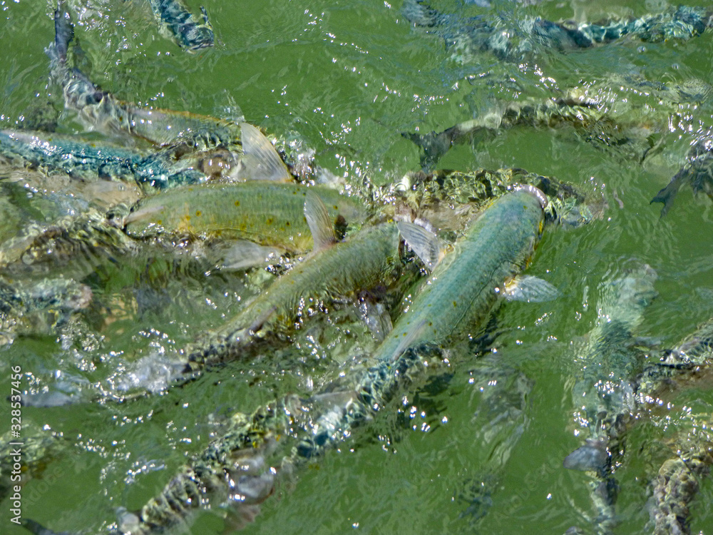 Obraz premium fish feeding