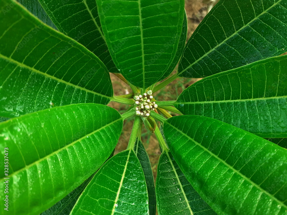 Close-up of a tropical, concept in which a leaf, with a plumeria flower bud of a green nature, abstract texture for the background. Close-up of a tropical, concept in which a leaf, with a plumeria flower bud of a green nature, abstract texture for the background.