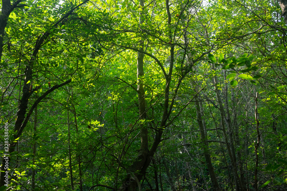 Sunlight through tropical forest background Sunlight through tropical forest background