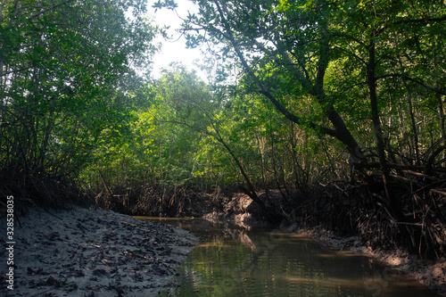 Fototapeta Naklejka Na Ścianę i Meble -  Coastal mangrove forest in National Park
