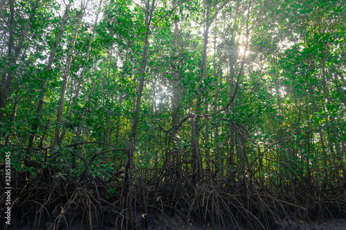Mangrove trees at edge of mangrove forest