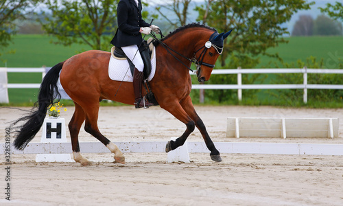 Dressage horse galloping with rider.. © RD-Fotografie