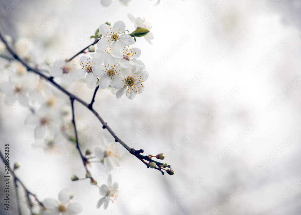 Spring Tree Flowers