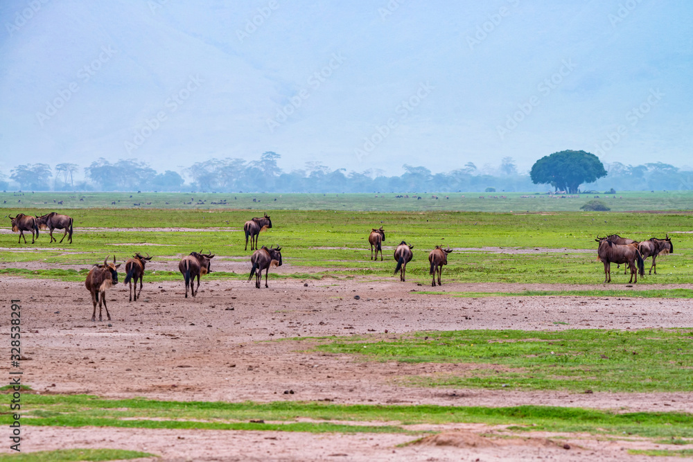 Wildebeests graze in savannah of Ngorongoro crater