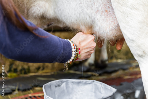 milking a cow