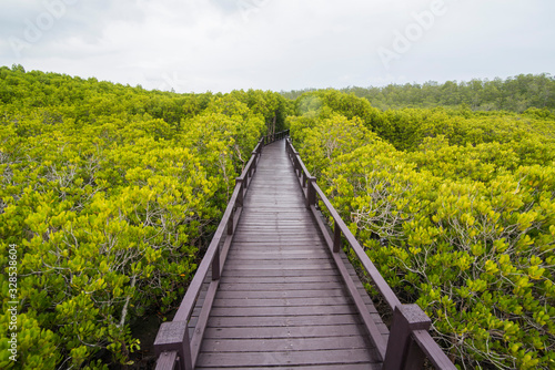 ASIA THAILAND HUA HIN MANGROVE FOREST PARK