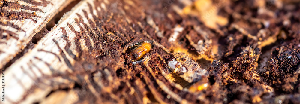 spruce with bark beetle infestation