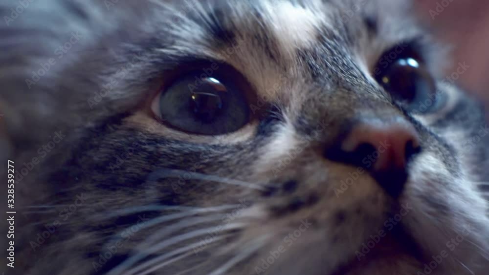 adult cat with blue eyes who is carefully looking up adult cat with blue eyes who is carefully looking up