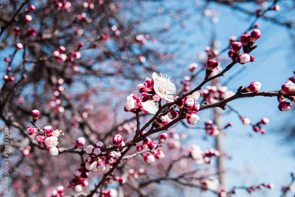 Branches of a blossoming cherry on a background of blue sky Branches of a blossoming cherry on a background of blue sky