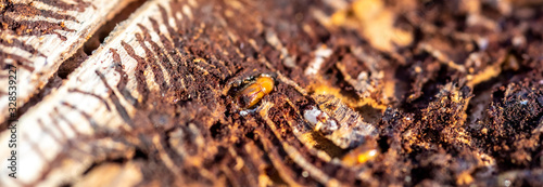 Obraz na płótnie spruce with bark beetle infestation w salonie