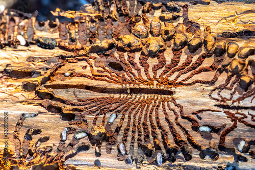 Foto spruce with bark beetle infestation