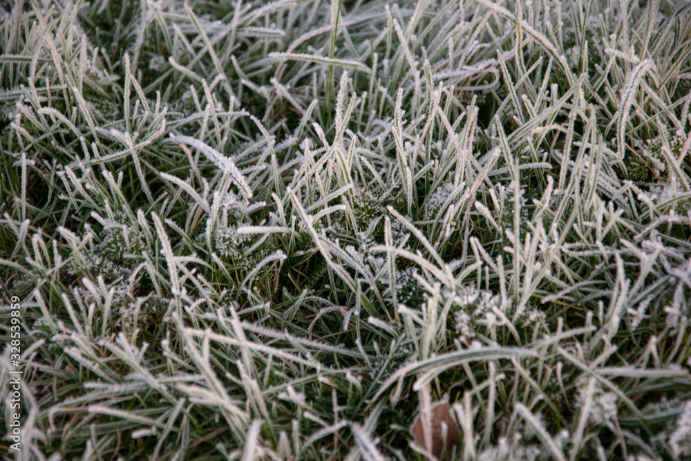 Frostiges Gras Frostiges Gras