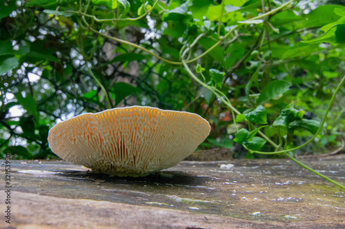 Fungus on tree trunk photo