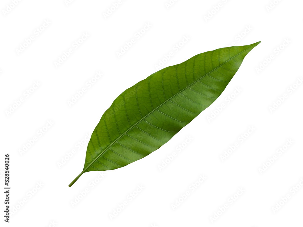 Fototapeta premium Mango leaves ( Mangifera indica L. ) Green leaves isolated on white background 