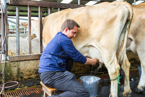 Fototapeta milking a cow