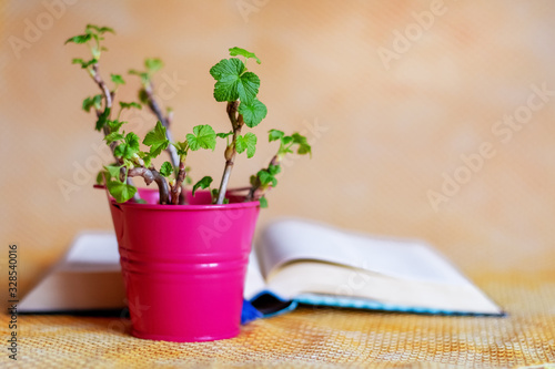 Currant branches with young green leaves in a decorative bucket near an open book_