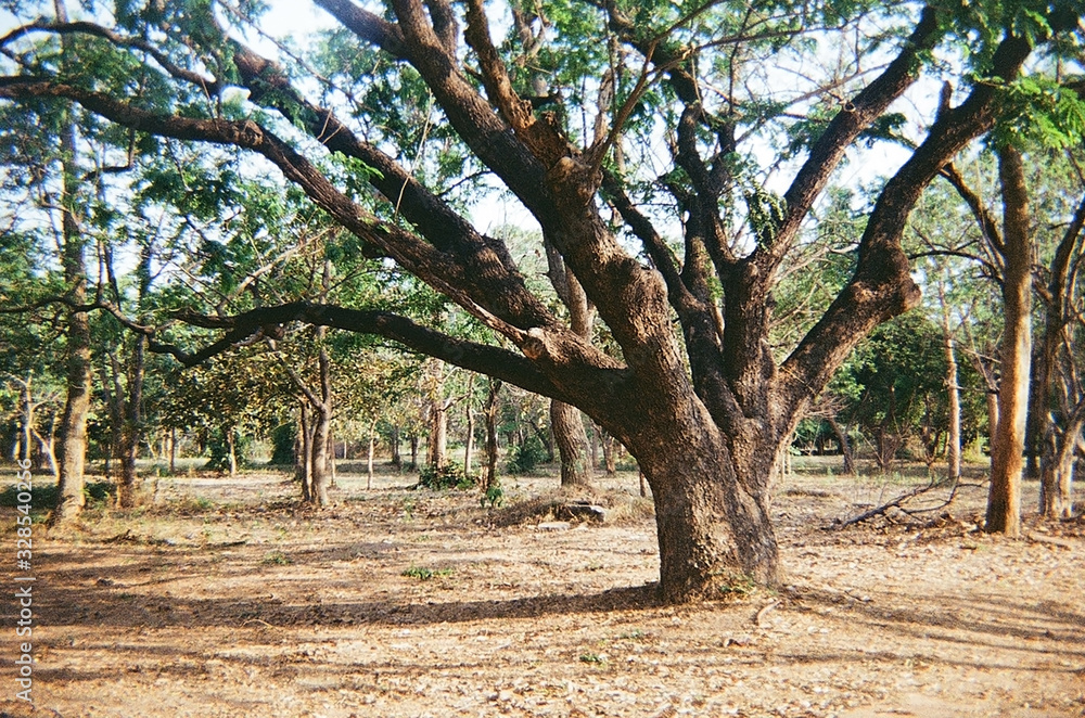 The tree campus