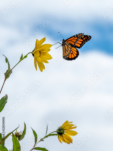 Photography monarch butterfly flying to flower in blue sky