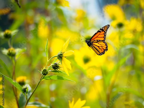 Fototapeta na wymiar monarch butterfly flying in field of yellow flowers