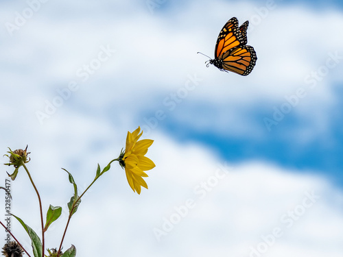 monarch butterfly flying to sunflower