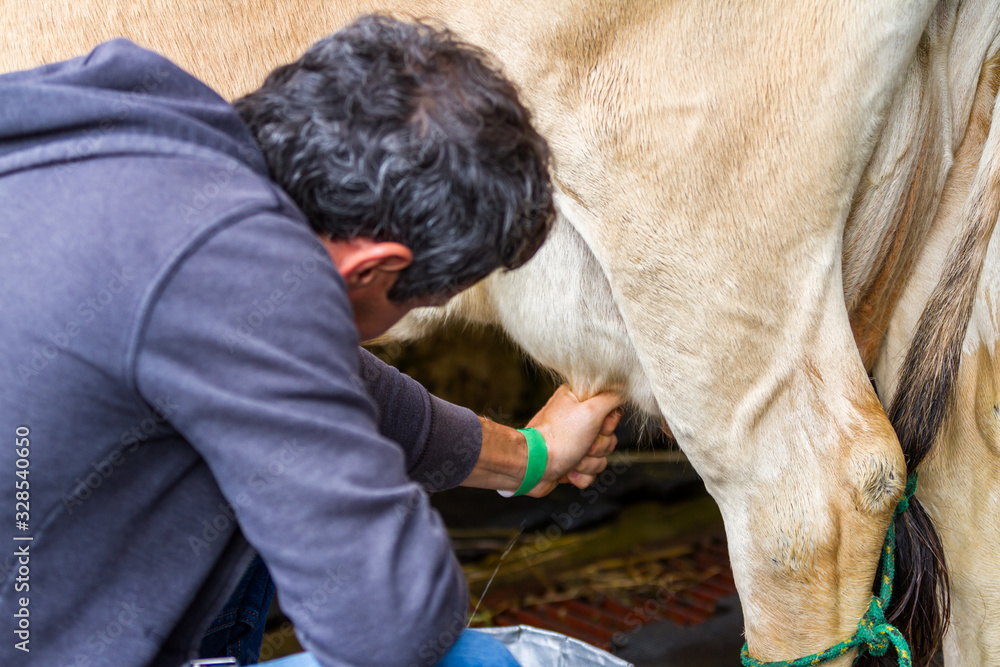Fototapeta premium milking a cow