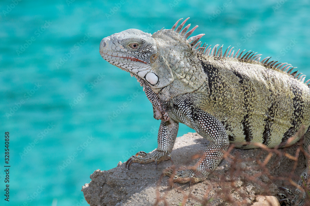 Leguan am türkisblauen Meer Leguan am türkisblauen Meer