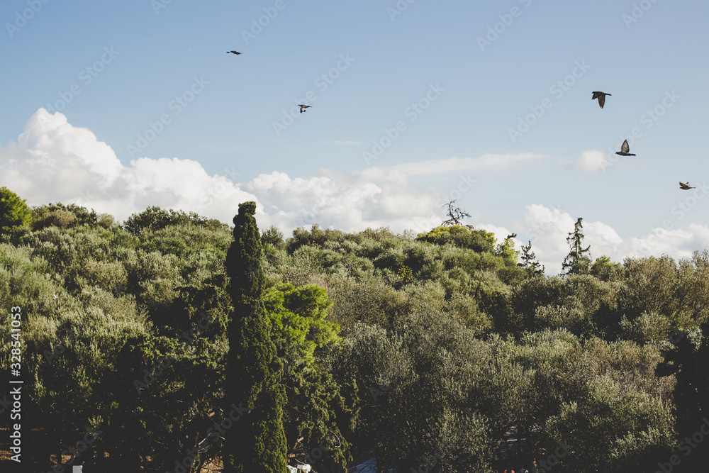 soft focus birds group above top of trees flying somewhere soft focus birds group above top of trees flying somewhere