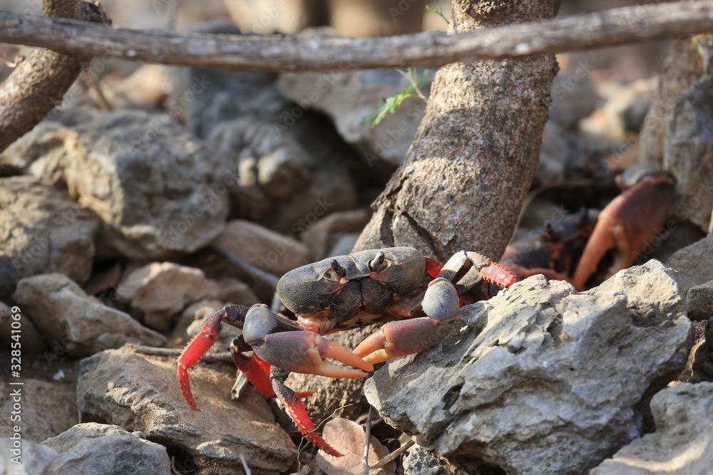 Obraz premium Kubanische Landkrabbe auf Küstenstraße