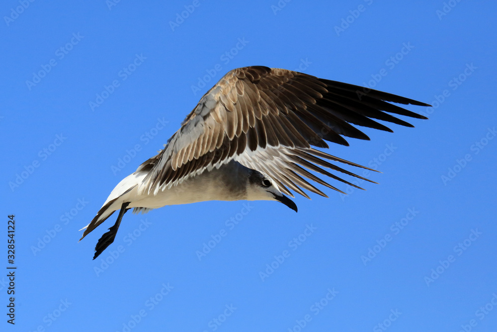 Obraz premium Möwe im Flug