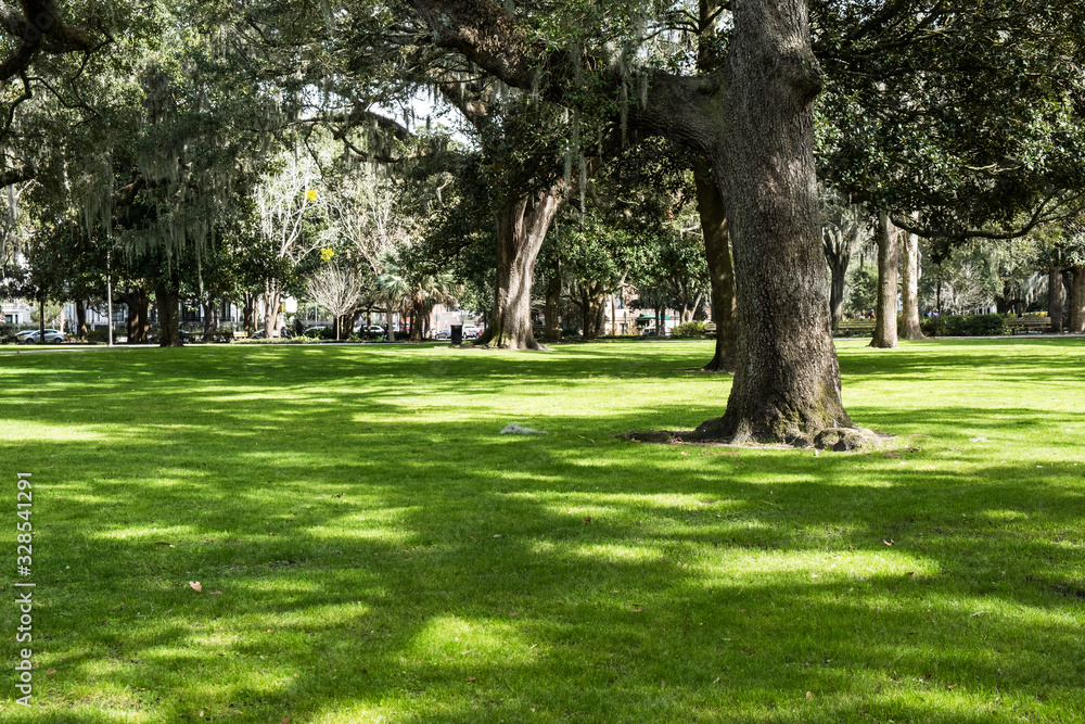Obraz premium The famous live Southern Live Oaks covered in Spanish Moss growing in Savannah's historic squares. Savannah, Georgia
