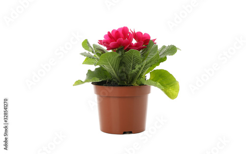 Pink primrose in flower pot isolated on white background