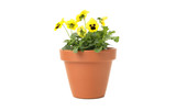 Yellow pansies in flower pot isolated on white background