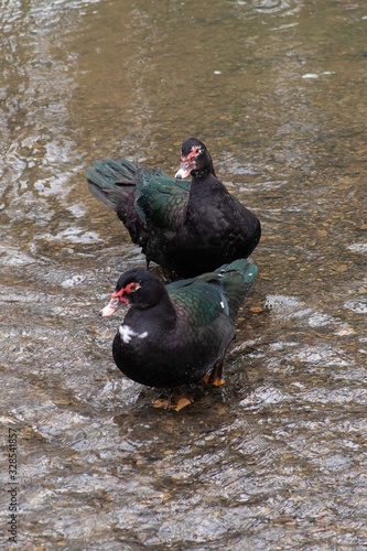 Ducks in the water