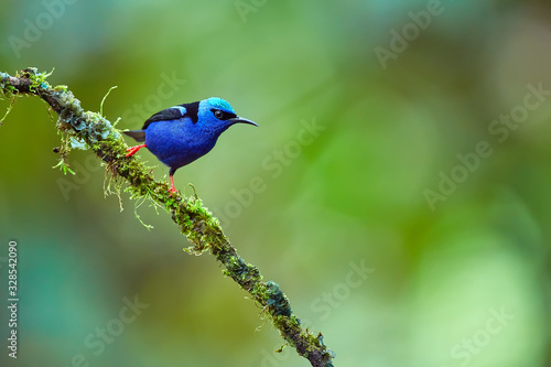Beautiful shot of a blue little bird from the forest environment. The red-legged honeycreeper (Cyanerpes cyaneus) is a small songbird species in the tanager family.Wild scene from Costa Rica.