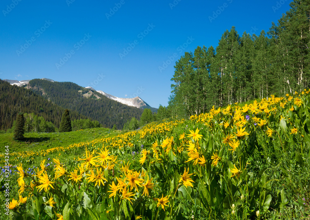 Wildflower landscape in Colorado near Kebler Pass. Crested Butte area. About one hour from Gunnison.