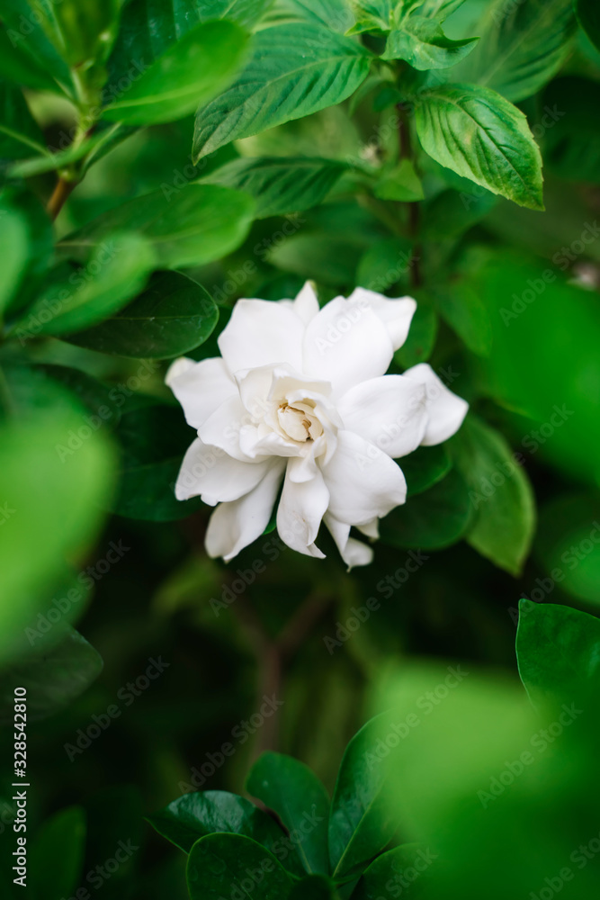 White Puddle flowers, Gardenia jasminoides (Cape jasmine) foliage and flower on a green background soft focus. In the tropical garden. Cute and Beautiful Cape Gardenia Flower. White Puddle flowers, Gardenia jasminoides (Cape jasmine) foliage and flower on a green background soft focus. In the tropical garden. Cute and Beautiful Cape Gardenia Flower.