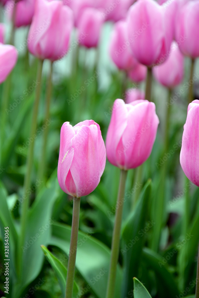 beautiful bright pink tulips in the garden