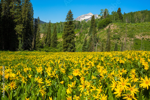 Wildflower landscape in Colorado near Kebler Pass. Crested Butte area. About one hour from Gunnison.