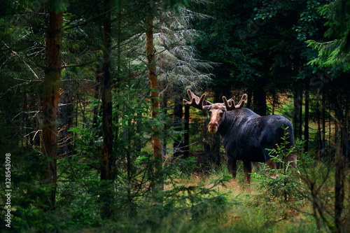 Big male Bull moose (Alces alces) in deep forest of Sweden. Big animal in the forest. Elk symbol of Sweden
