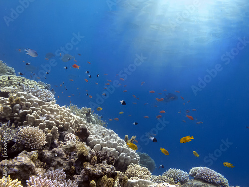 Wonderful and beautiful underwater world with corals.