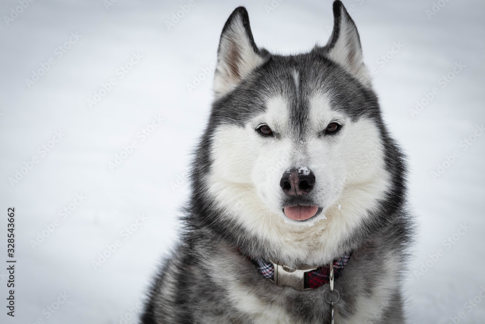 siberian husky in the snow