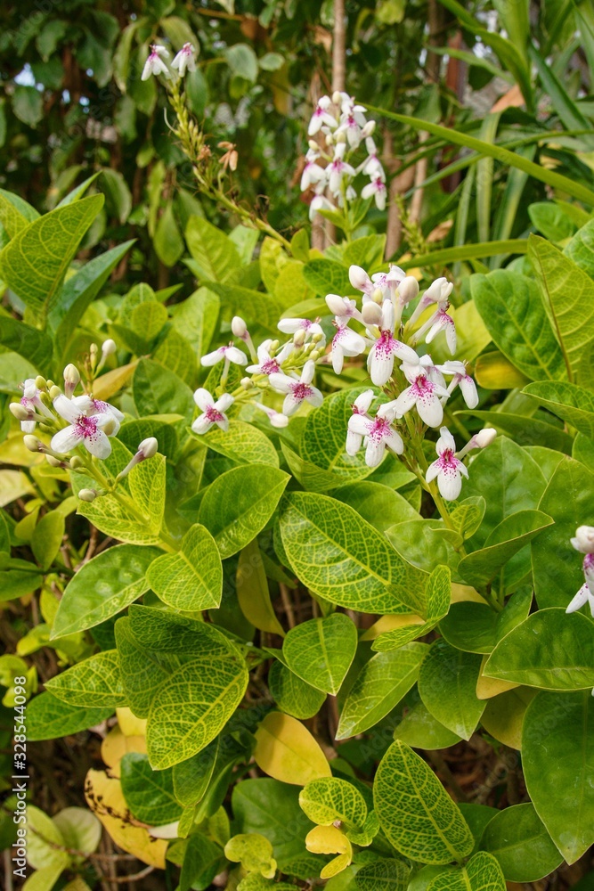 Bunch of white-violet orchid flowers. Bunch of white-violet orchid flowers.